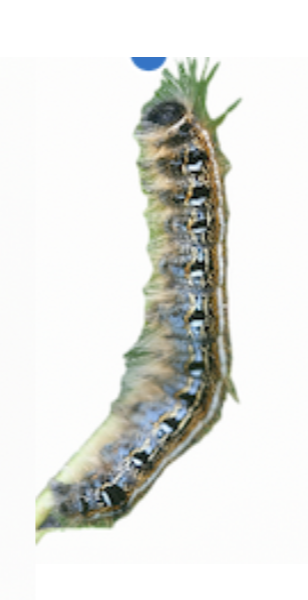 Eastern Tent Catepillar